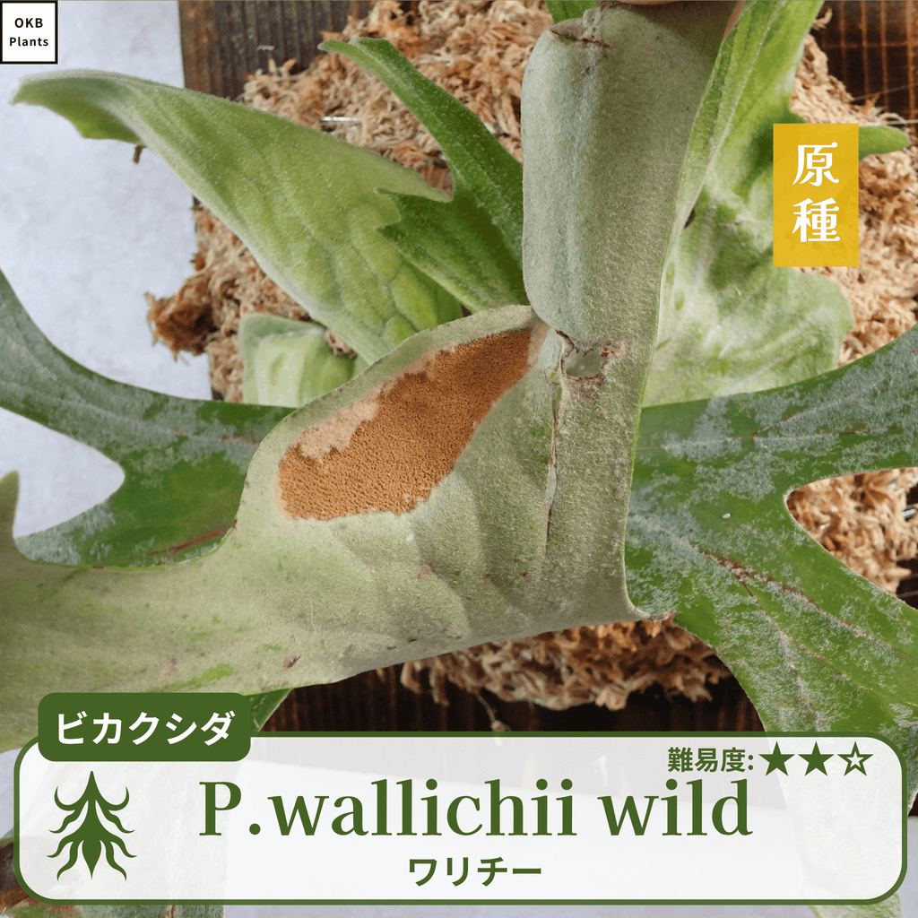 ワリチーワイルド