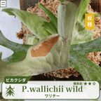 ワリチーワイルド