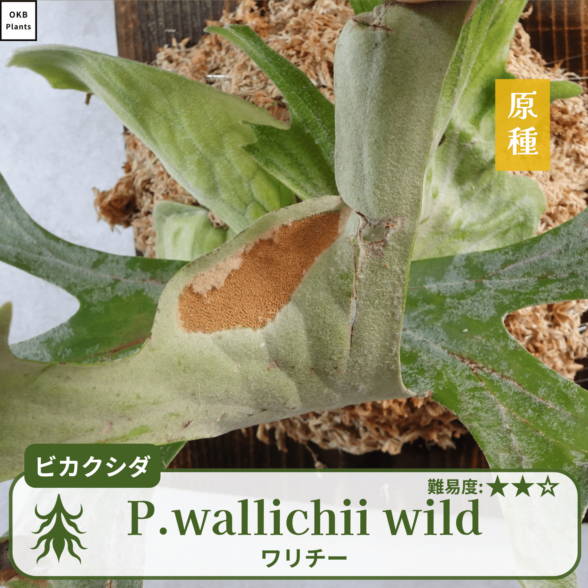 ワリチーワイルド