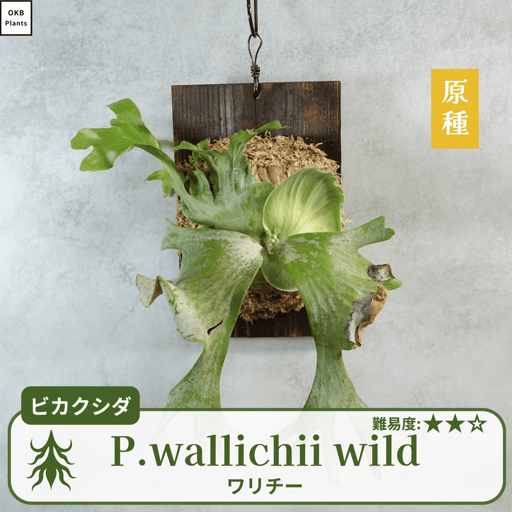 ワリチーワイルド
