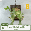 ワリチーワイルド