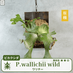 ワリチーワイルド