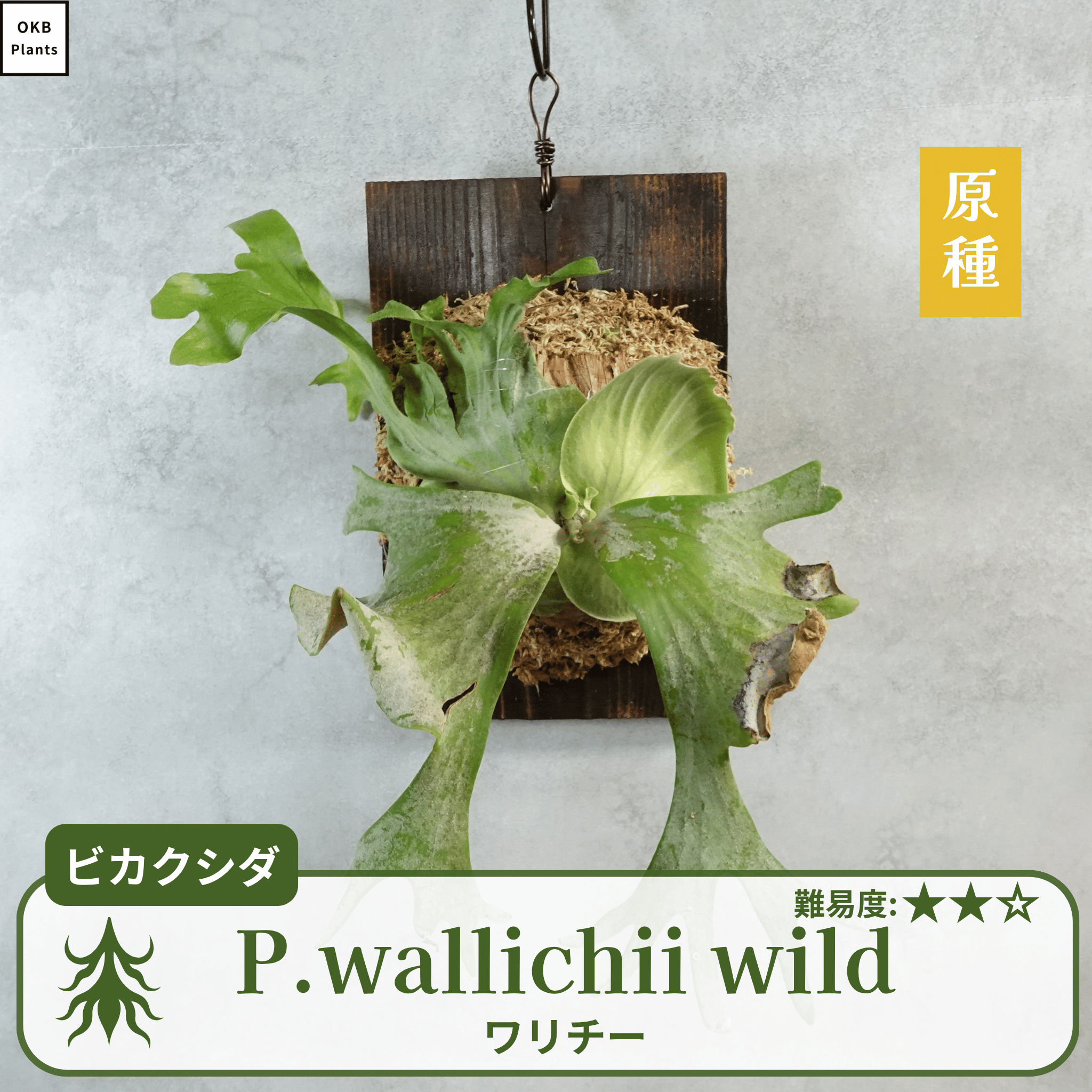 ワリチーワイルド