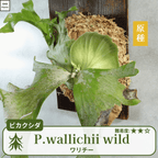 ワリチーワイルド