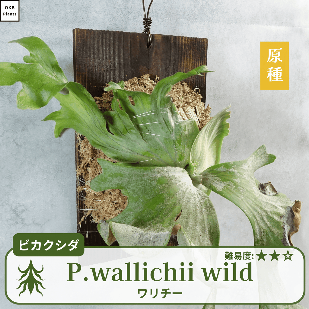 ワリチーワイルド
