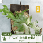 ワリチーワイルド