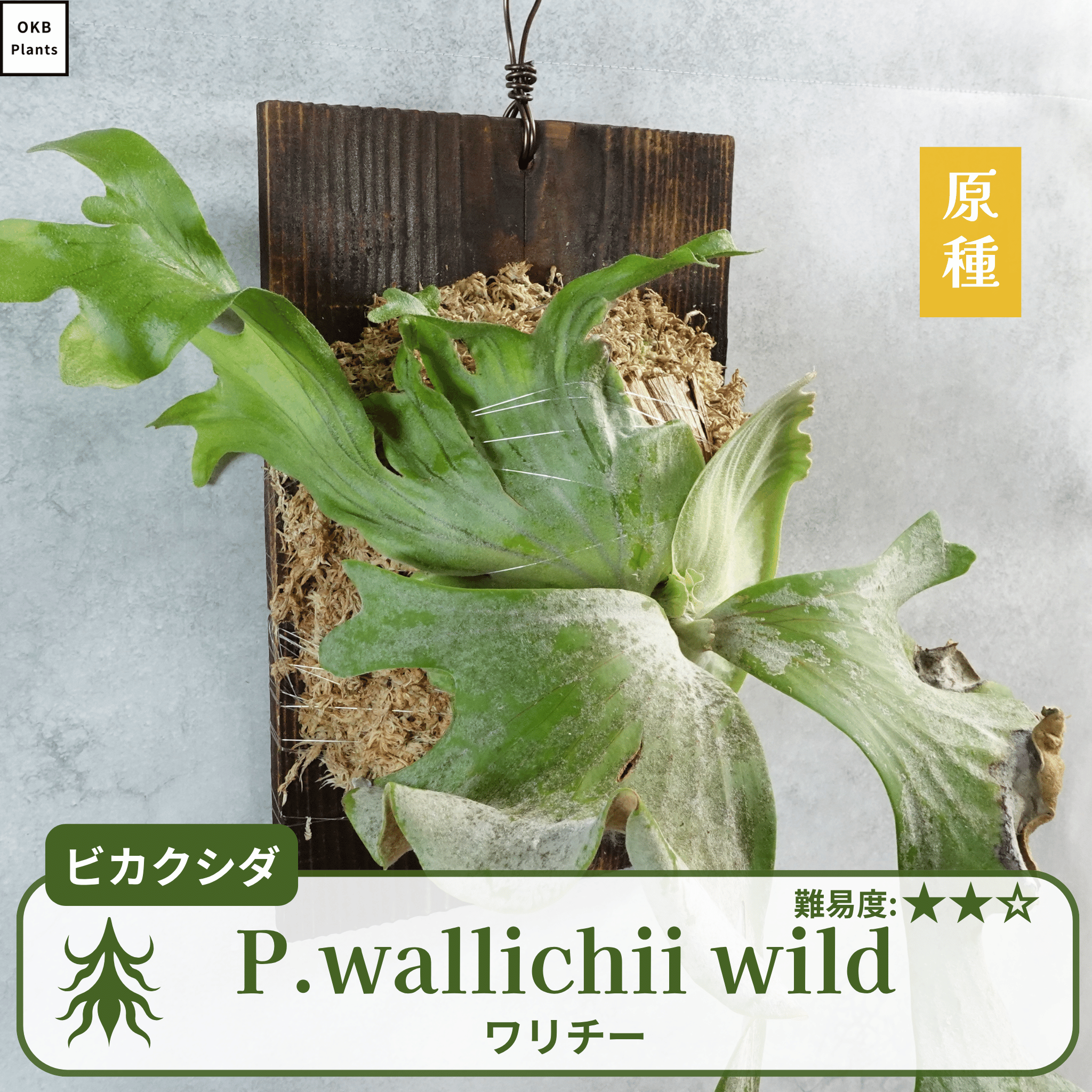ワリチーワイルド