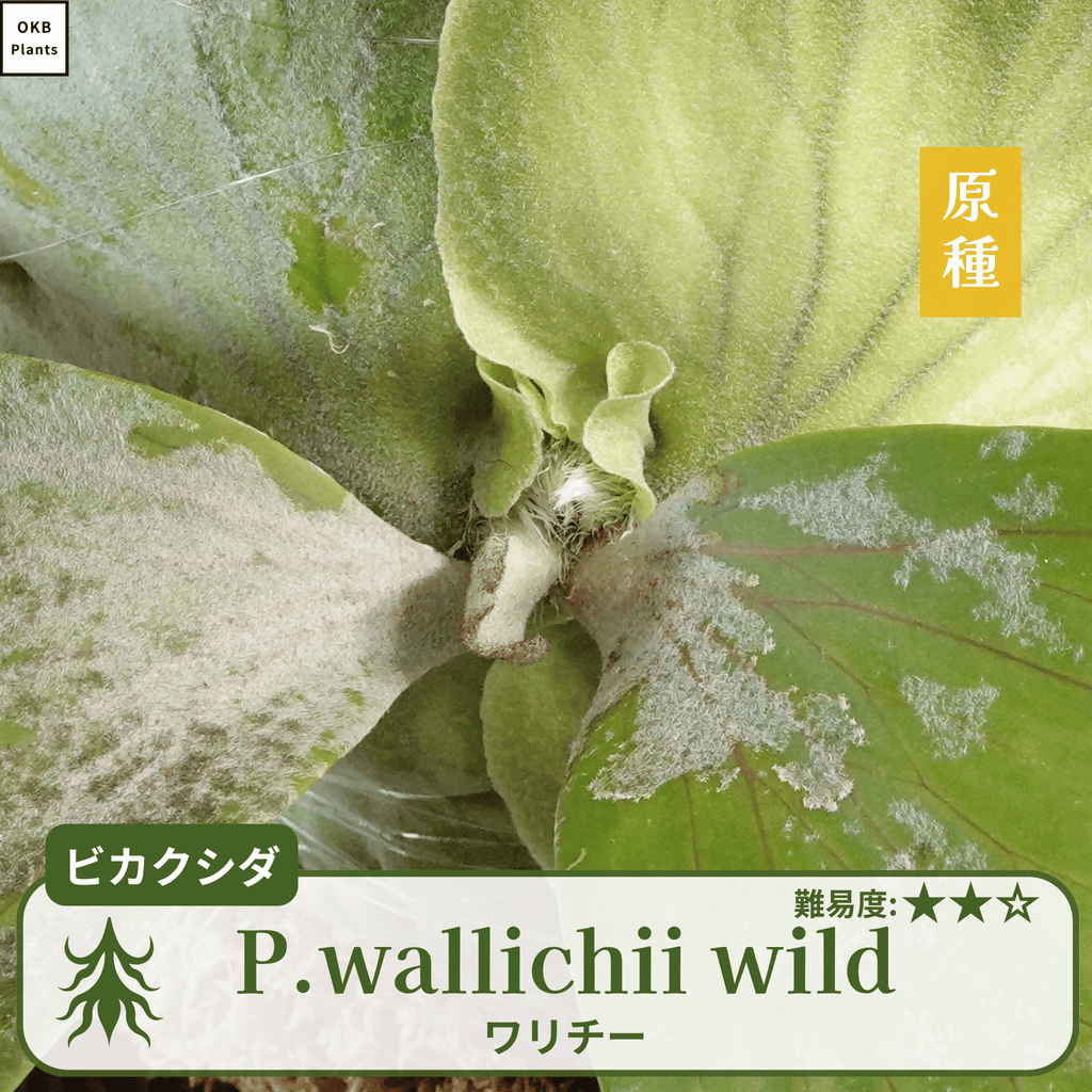 ワリチーワイルド
