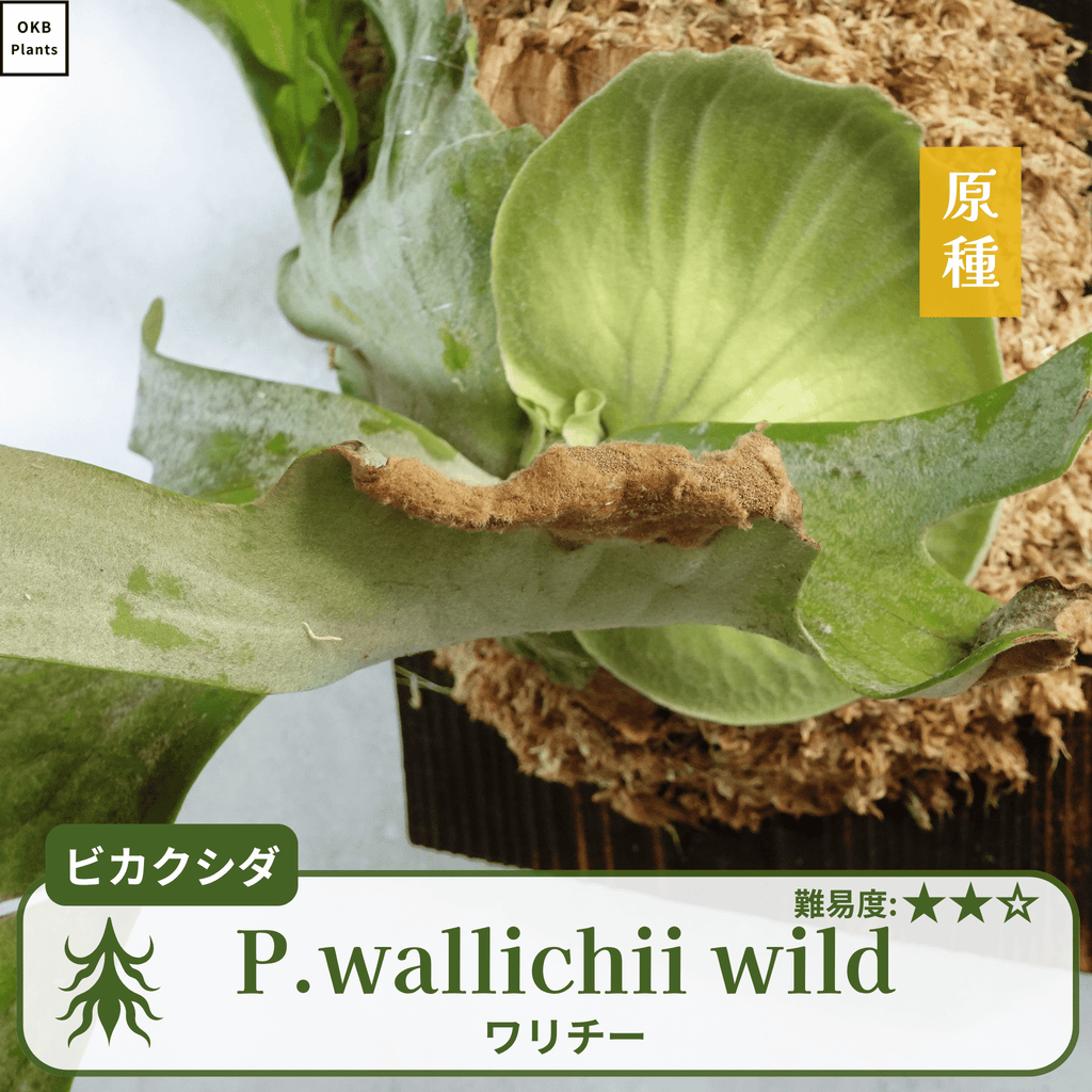 ワリチーワイルド