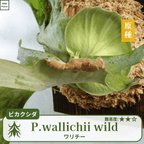ワリチーワイルド