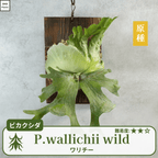 ワリチーワイルド