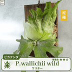 ワリチーワイルド