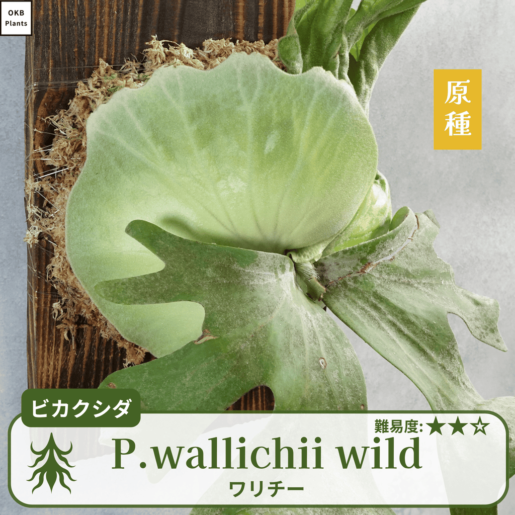 ワリチーワイルド