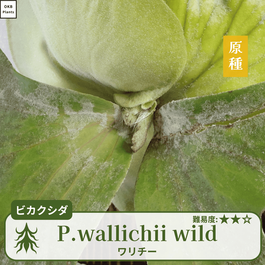 ワリチーワイルド