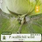 ワリチーワイルド
