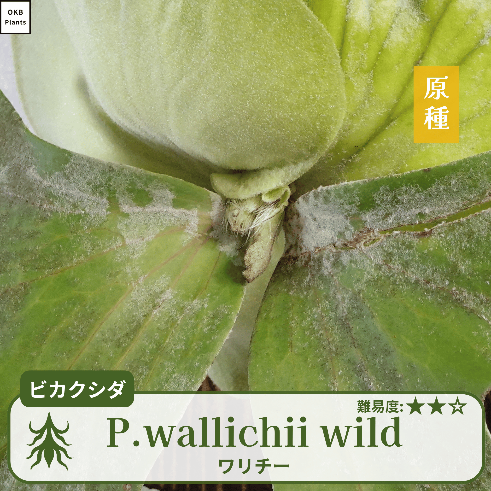 ワリチーワイルド