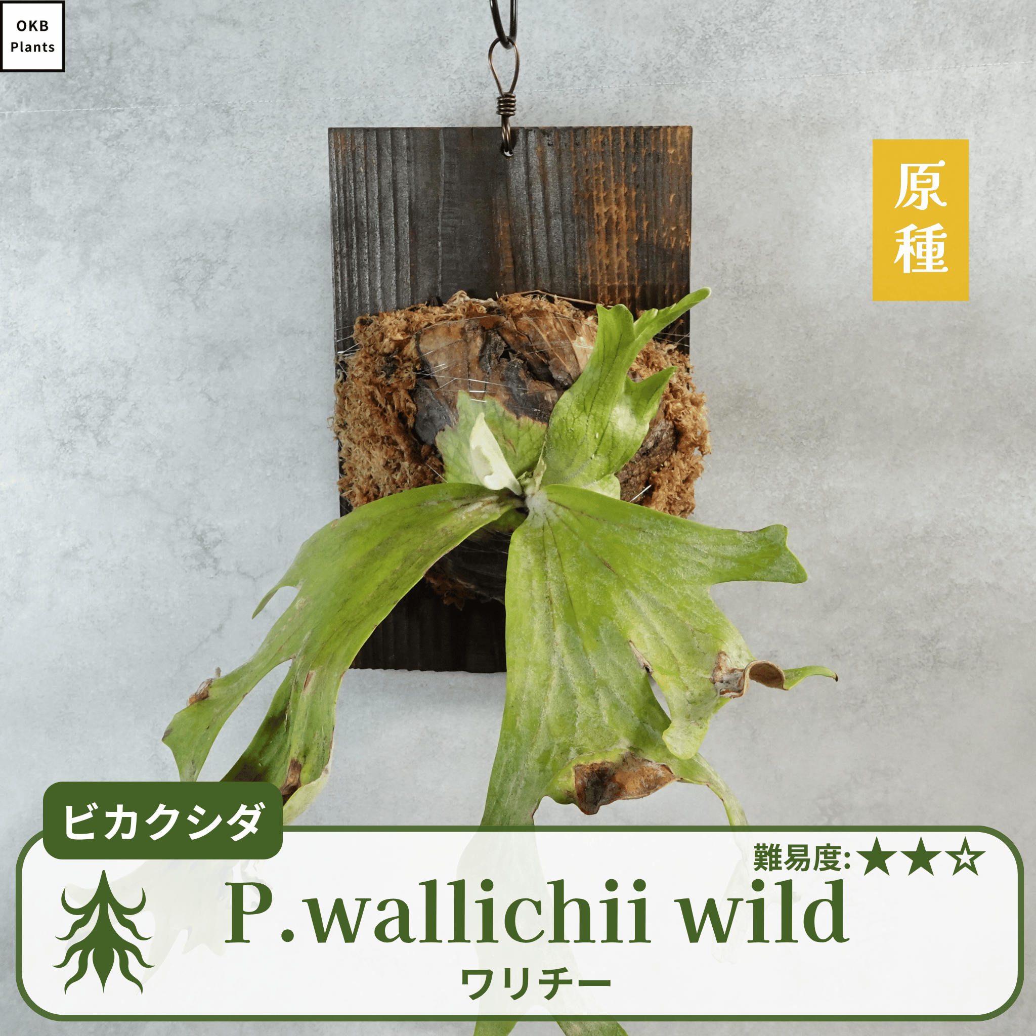 ワリチーワイルド