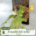 ワリチーワイルド