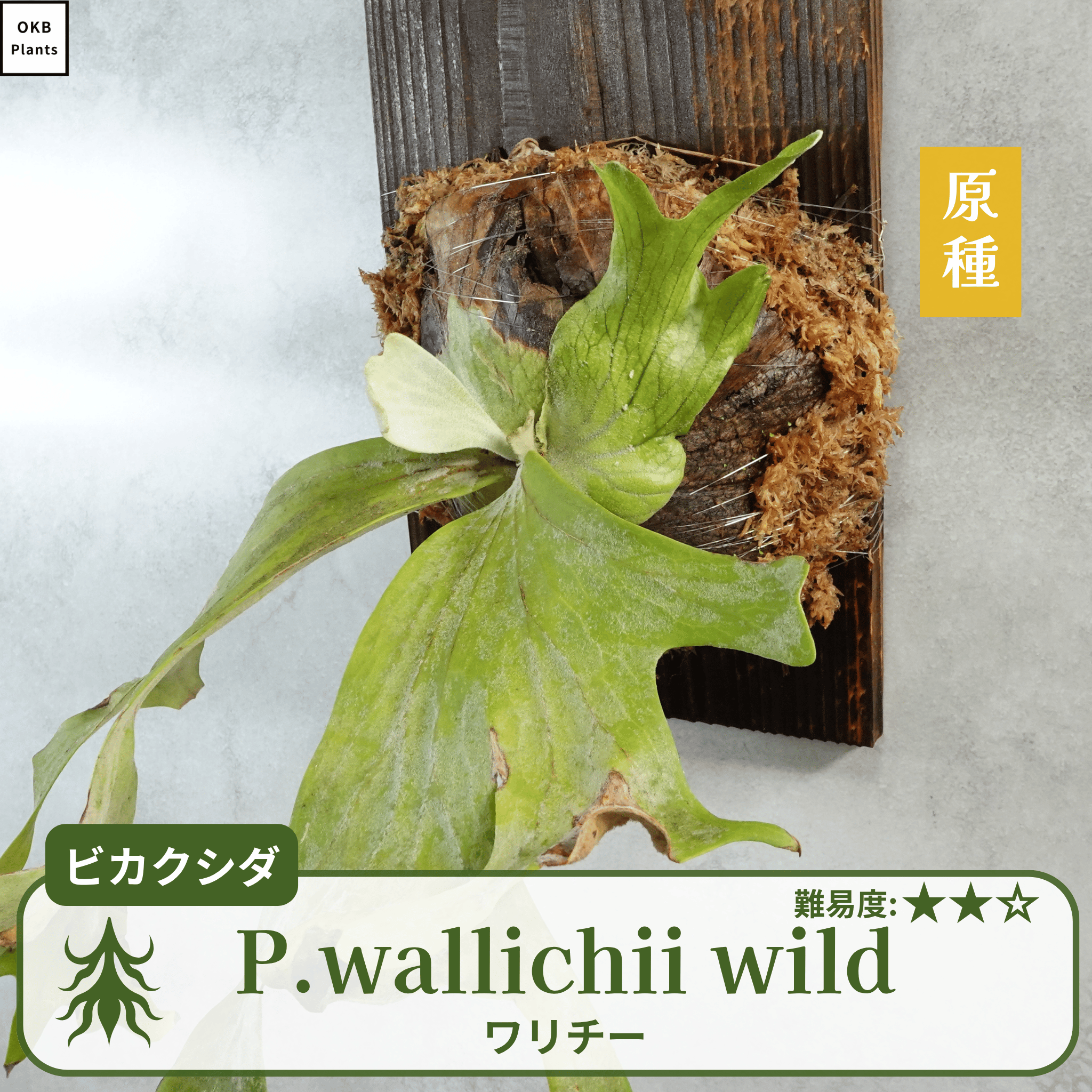 ワリチーワイルド