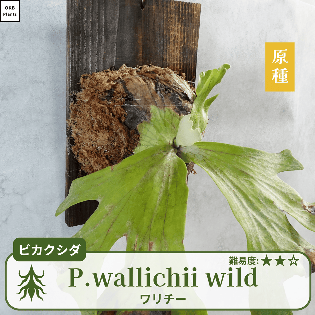 ワリチーワイルド