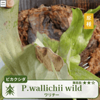 ワリチーワイルド