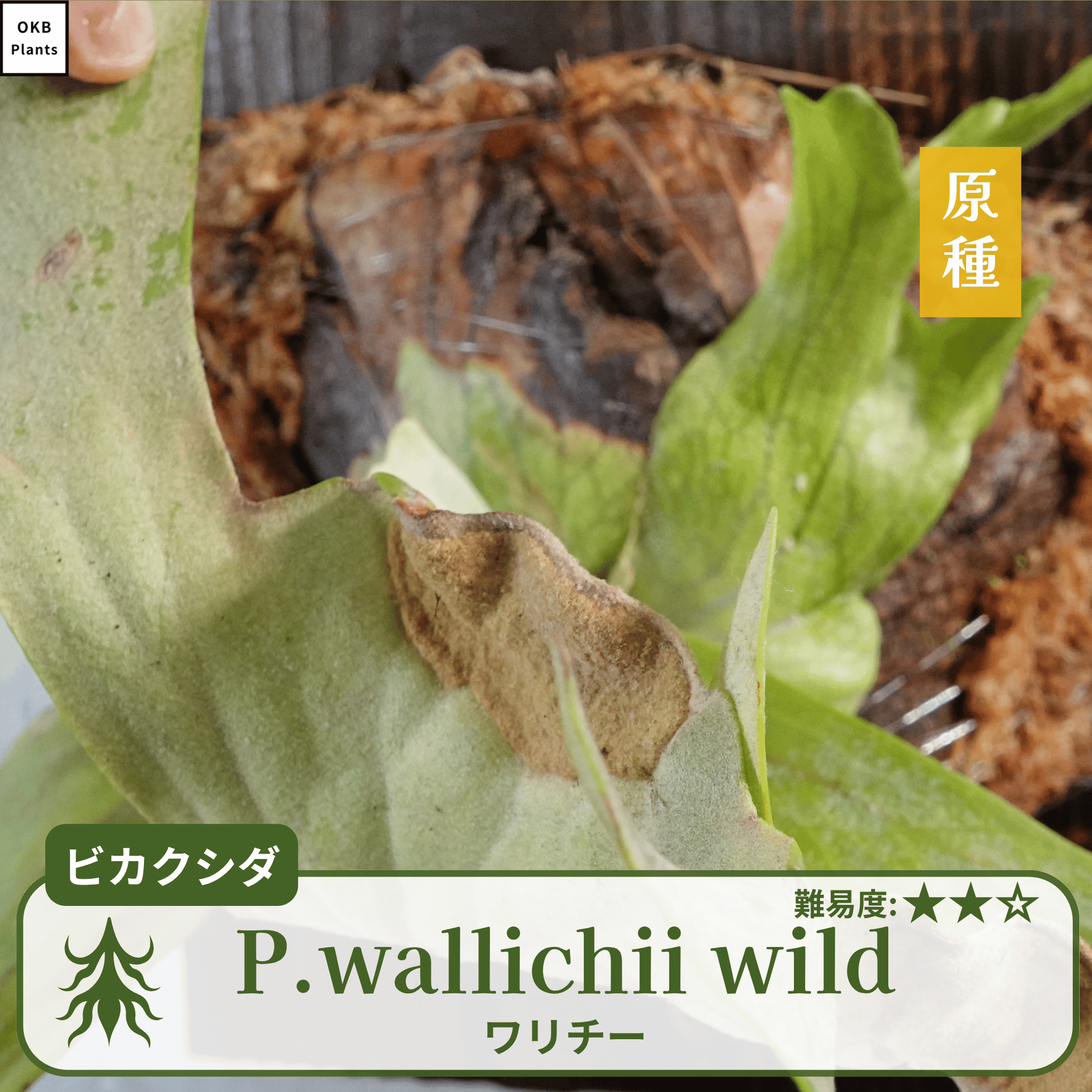 ワリチーワイルド