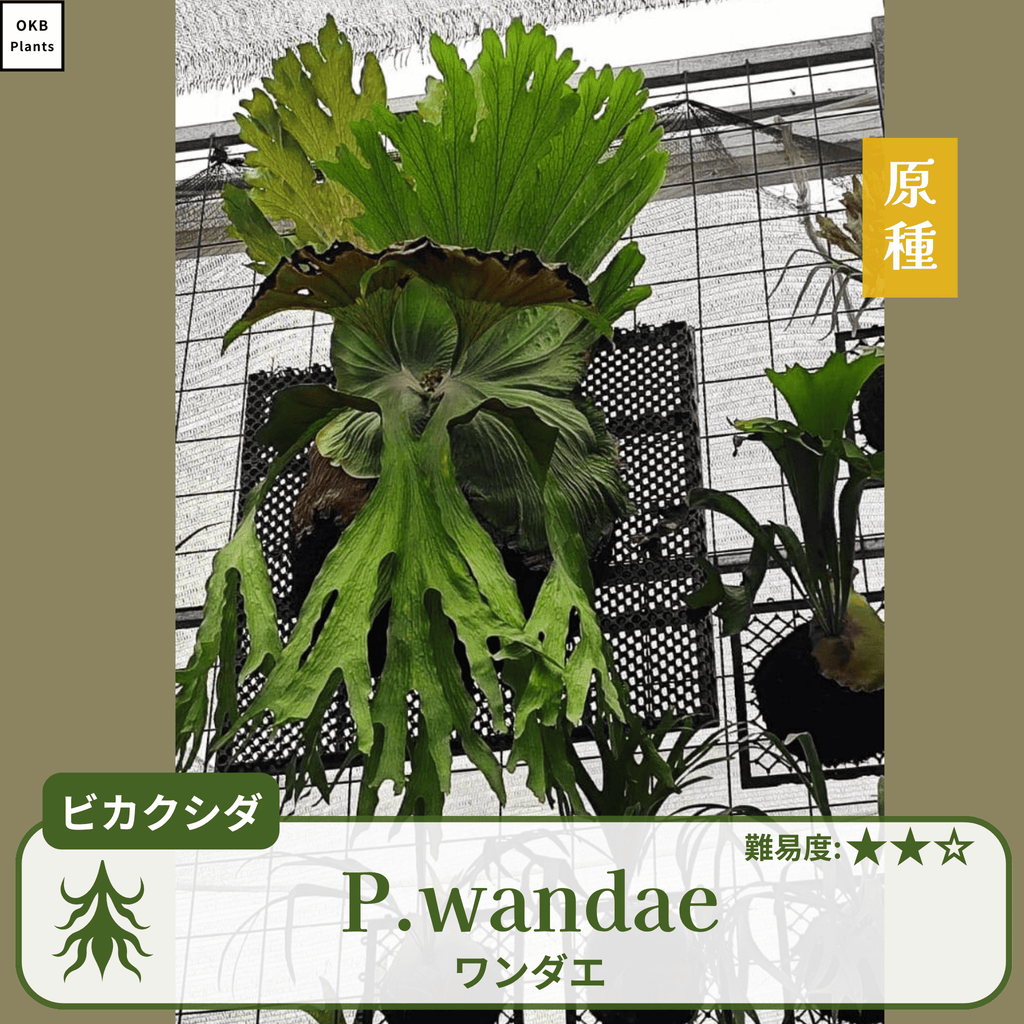 ビカクシダワンダエ(P.wandae)の胞子