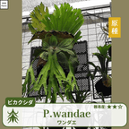 ビカクシダワンダエ(P.wandae)の胞子