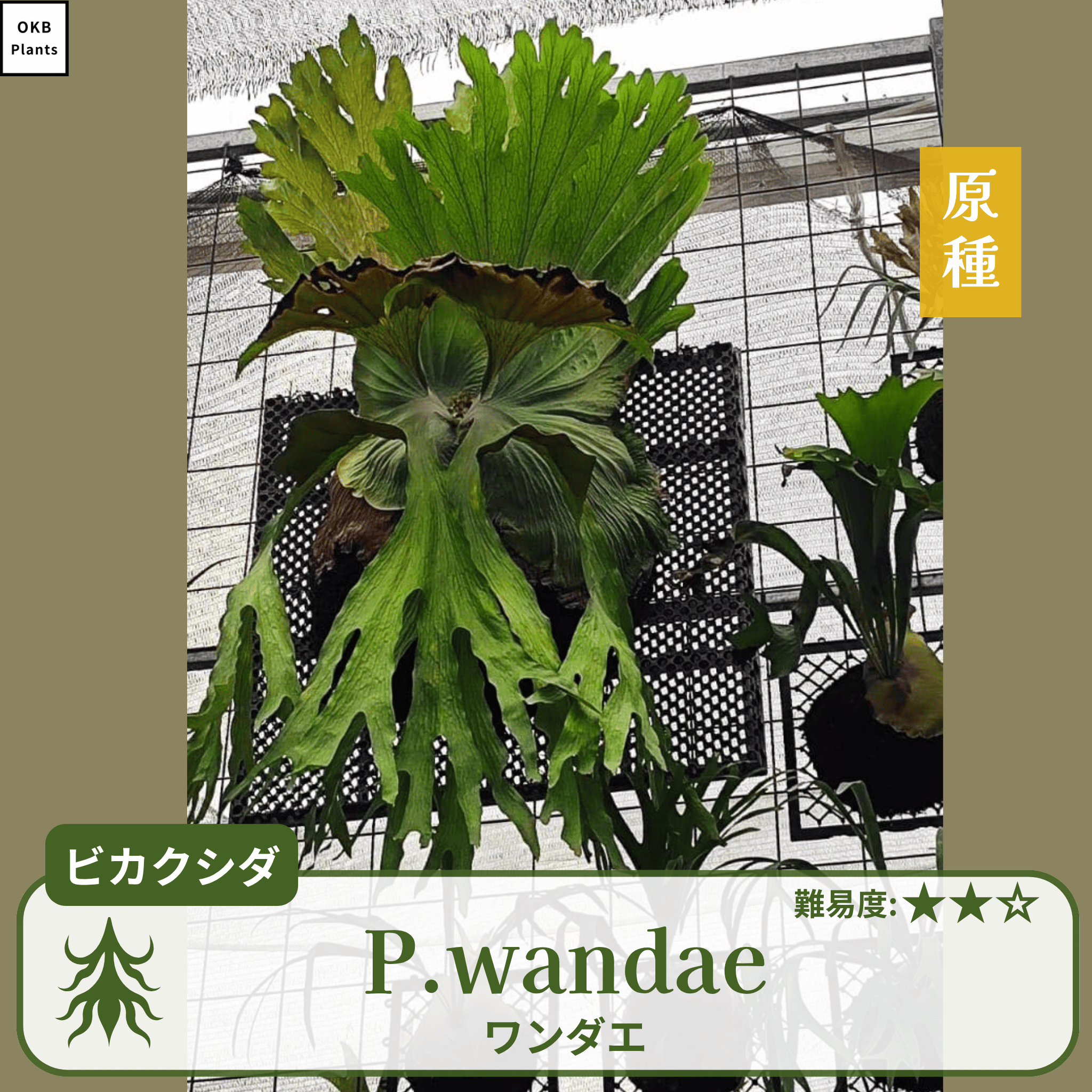 ビカクシダワンダエ(P.wandae)の胞子