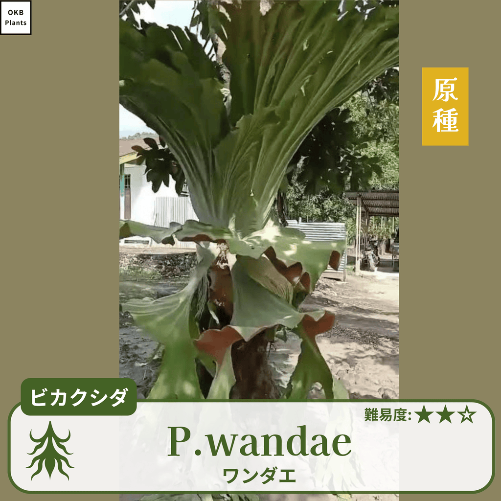 ビカクシダワンダエ(P.wandae)の胞子