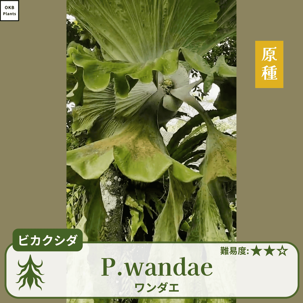 ビカクシダワンダエ(P.wandae)の胞子