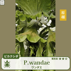 ビカクシダワンダエ(P.wandae)の胞子