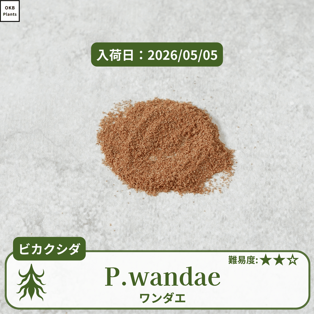 ビカクシダワンダエ(P.wandae)の胞子