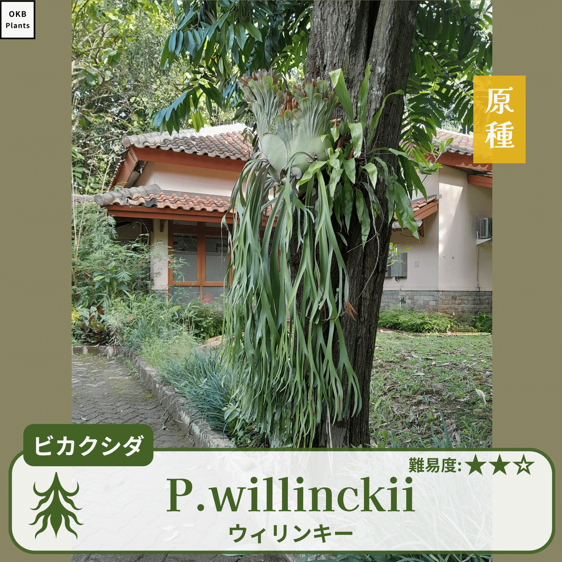 ビカクシダ ウィリンキー 発芽確認済】ビカクシダ ウィリンキーの胞子 (Platycerium willinckii