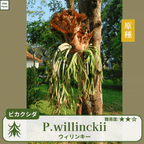 ビカクシダウィリンキー(P.willinckii)の胞子