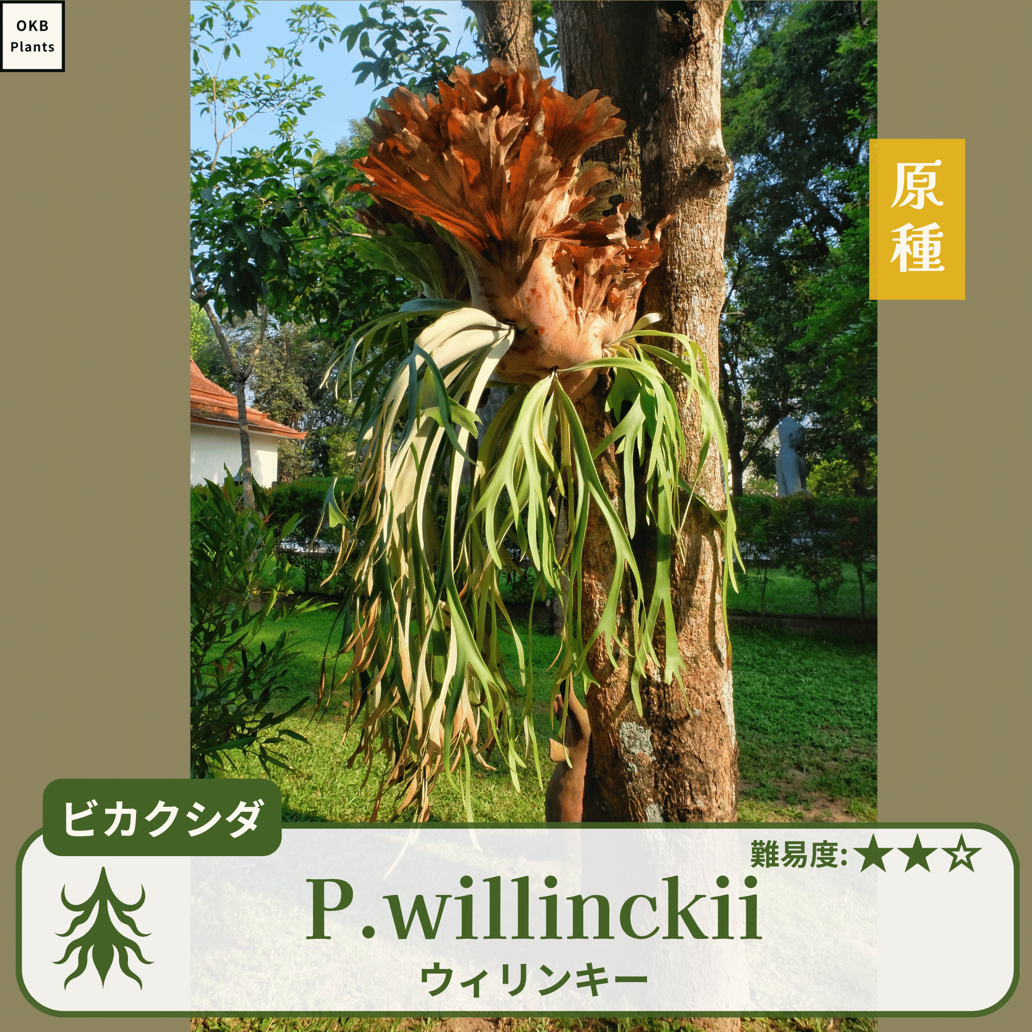 ビカクシダウィリンキー(P.willinckii)の胞子