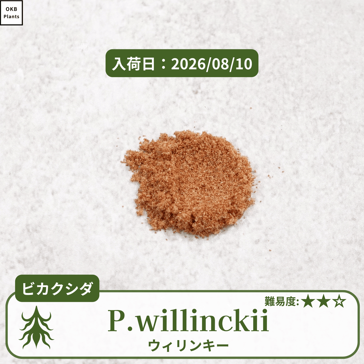 発芽確認済】ビカクシダ ウィリンキーの胞子 (Platycerium willinckii