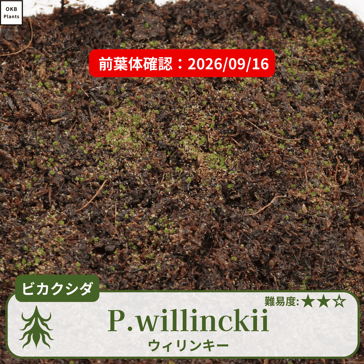 ウィリンキー ビカクシダの胞子 0.25ml